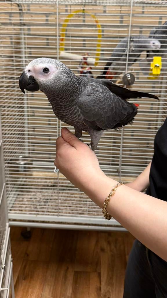 Grijze roodstaarten Papegaaien, Meerdere dieren, Papegaai