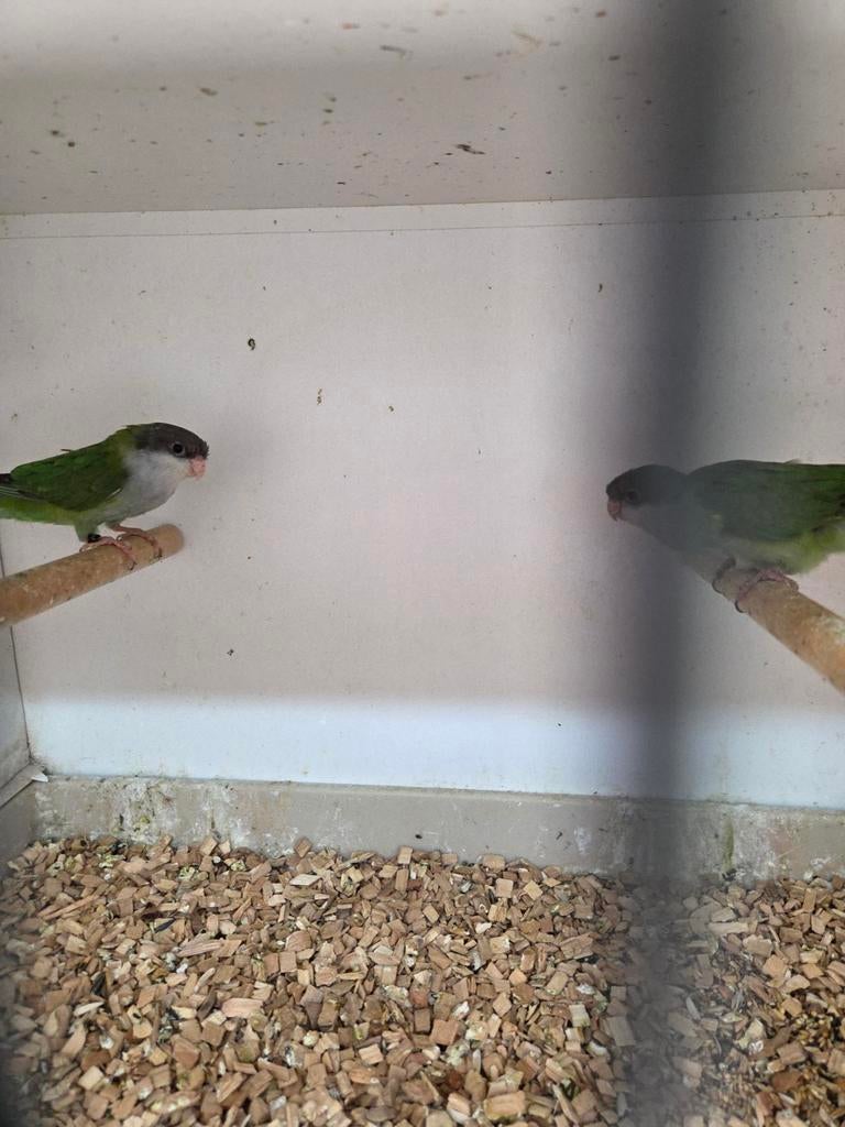 Aymara.s, Meerdere dieren, Parkiet