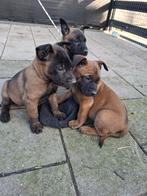 mechelse herder pups, 8 tot 15 weken, Meerdere, Meerdere dieren, Herder