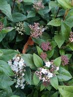 Viburnum tinus sneewbal, Ophalen of Verzenden, Overige soorten, Minder dan 100 cm