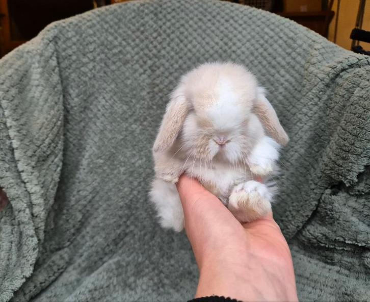 Schitterend Raszuiver Minilop Rammetje blauwoog, Dieren en Toebehoren, Konijnen, Mannelijk, 0 tot 2 jaar