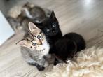 Kittens zwart tijger grijs 1/4 Savannah, Meerdere dieren, Ontwormd, 0 tot 2 jaar