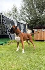 Prachtige dekreu, Reu, 1 tot 2 jaar, Eén hond, Nederland