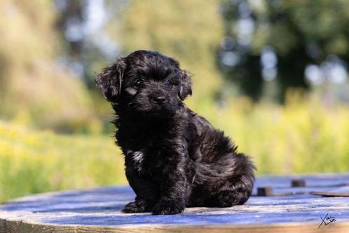 Prachtig havanezer meisje met stamboom, Dieren en Toebehoren, Honden | Chihuahua's en Gezelschapshonden, Teef, Overige rassen