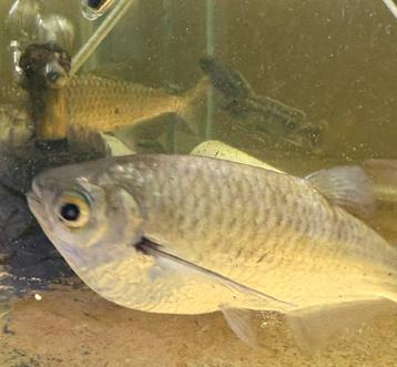 2 x Amazone Sardines 15-16 cm, zeldzame vissen! beschikbaar voor biedingen