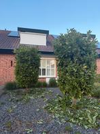2x magnolia bomen 2.80m, Tuin en Terras, Planten | Bomen, Ophalen, Volle zon, Overige soorten