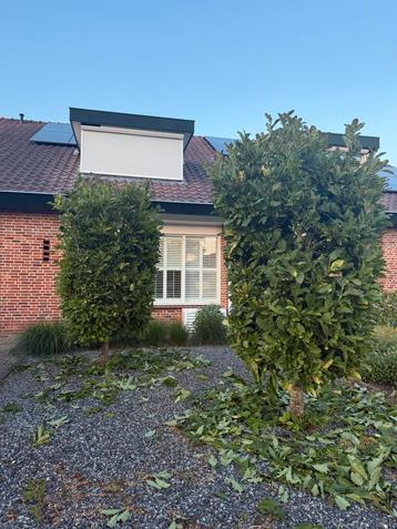 2x magnolia bomen 2.80m beschikbaar voor biedingen