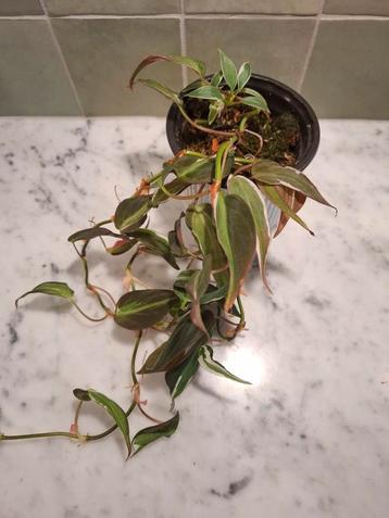 Philodendron Micans Velvet Halo beschikbaar voor biedingen