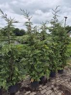 Leylandii haagconiferen weer in alle maten leverbaar, Ophalen of Verzenden, Conifeer, Haag, 100 tot 250 cm