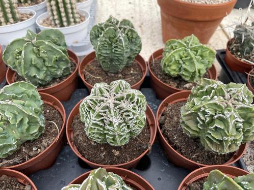 Cactus Astrophytum Fukurokuryuzinboku potmaat 11cm, Huis en Inrichting, Kamerplanten, Cactus, Minder dan 100 cm, Bloeiende kamerplant