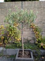 Olijfboom, Tuin en Terras, Volle zon, Bloeit niet, Ophalen of Verzenden, 100 tot 250 cm