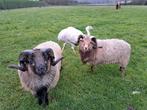 2 prachtige drentse heideschapen ram, Dieren en Toebehoren, Schapen, Geiten en Varkens, Mannelijk, Schaap