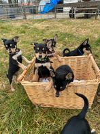 Working kelpie pups vanaf 9 febr beschikbaar, Overige rassen, 8 tot 15 weken, Parvo, Meerdere