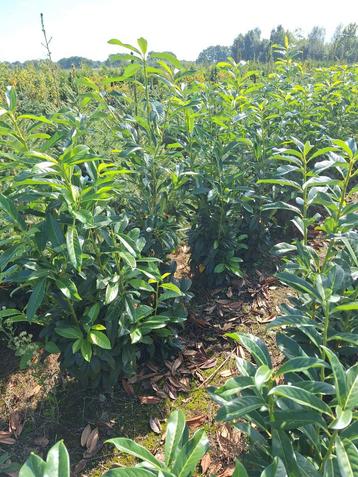 Prunus laurocerasus genolia, laurier tot 125 cm beschikbaar voor biedingen