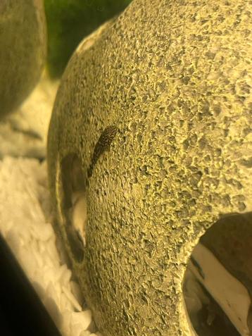 Algeneter borstelneus Ancistrus jongen beschikbaar voor biedingen