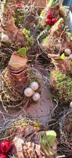 Amaryllis opgemaakt, Ophalen of Verzenden