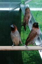 Muskaatvinken diverse koppels., Dieren en Toebehoren, Vogels | Overige Vogels, Meerdere dieren, Tropenvogel