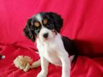 LAATSTE TEEF UIT HET NESTCavalier King Charles kruisingpups, Parvo, Overige rassen, 8 tot 15 weken, Meerdere
