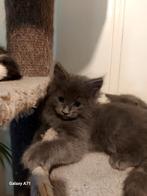 Maincoon kittens mogen nest verlaten, Dieren en Toebehoren, Katten en Kittens | Raskatten | Langhaar, Meerdere dieren, Ontwormd