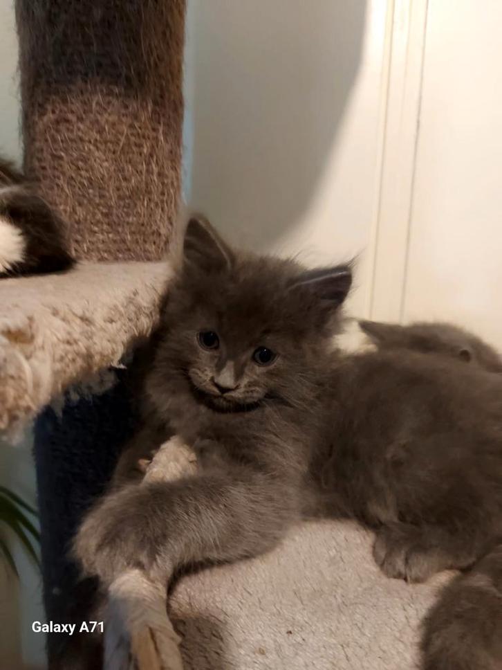 Maincoon kittens mogen nest verlaten, Dieren en Toebehoren, Katten en Kittens | Raskatten | Langhaar, Meerdere dieren, Ontwormd