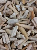 Haaientand fragmenten, Verzamelen, Mineralen en Fossielen, Ophalen of Verzenden, Fossiel