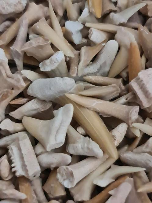 Haaientand fragmenten, Verzamelen, Mineralen en Fossielen, Fossiel, Ophalen of Verzenden