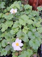 Anemoom rose en wit, liriope, carex, molinia, bamboe, Tuin en Terras, Volle zon, Vaste plant, Herfst, Ophalen