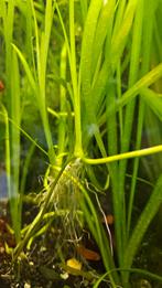 Valisneria Spiralis - Makkelijke Aquariumplant, Dieren en Toebehoren, Vissen | Aquaria en Toebehoren, Ophalen of Verzenden, Nieuw