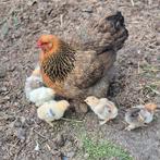 Brahma kuikens., Dieren en Toebehoren, Pluimvee, Geslacht onbekend, Kip