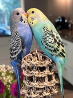 Mooi kleuren grasparkieten, Dieren en Toebehoren, Vogels | Parkieten en Papegaaien, Meerdere dieren, Parkiet
