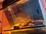 Albino haakneusslang incl terrarium, Dieren en Toebehoren, Reptielen en Amfibieën