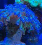 EUPHYLIA PAANACORA, Vis