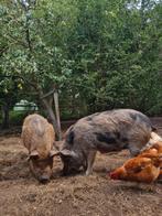 Kune kune varkens, Dieren en Toebehoren, Meerdere dieren, Varken