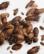 Dubia's te koop., 0 tot 2 jaar