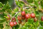 Fruitplanten te koop – aardbeien, bessen, frambozen, bramen, Tuin en Terras, Minder dan 100 cm, Lente, Overige soorten, In pot