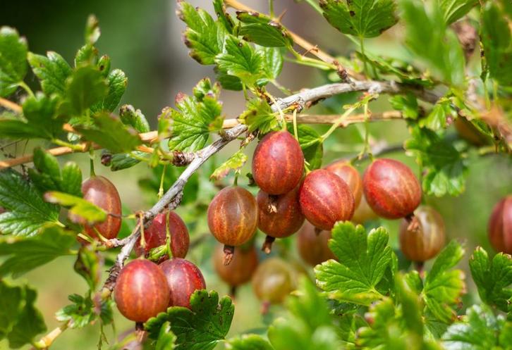 Fruitplanten te koop – aardbeien, bessen, frambozen, bramen, Tuin en Terras, Planten | Fruitbomen, Overige soorten, Minder dan 100 cm