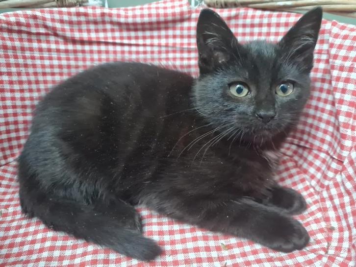Lieve boerderijkitten (zwart poesje), Dieren en Toebehoren, Katten en Kittens | Overige Katten, Kortharig, Meerdere dieren, 0 tot 2 jaar