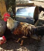 3 x Leghorn patrijs Hanen, Mannelijk, Kip