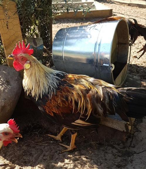 3 x Leghorn patrijs Hanen, Dieren en Toebehoren, Pluimvee, Kip, Mannelijk