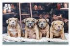 American bully, Dieren en Toebehoren, België, Fokker | Hobbymatig, Rabiës (hondsdolheid), Overige rassen