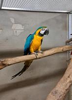Blauwgele ara pop 5 jaar, Vrouwelijk, Papegaai, Tam