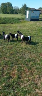 Dweggeiten, Dieren en Toebehoren, Meerdere dieren, Schaap