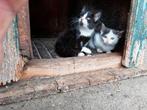 5 jonge katjes 3 poezen en 2 katertjes, Dieren en Toebehoren, Katten en Kittens | Overige Katten, Meerdere dieren, Kortharig, 0 tot 2 jaar