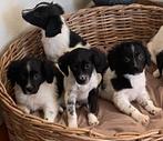 Prachtige BORDER COLLIE x FRIESE STABIJ, Dieren en Toebehoren, Honden | Niet-rashonden, Nederland, CDV (hondenziekte), 8 tot 15 weken