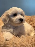 Klein type Maltipoo pups! Meerdere kleuren, Dieren en Toebehoren, Poedel, Parvo, Nederland, 8 tot 15 weken