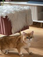 Dekkater British Shorthair Golden Shaded NY12, 0 tot 2 jaar