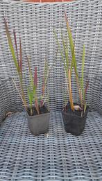 Imperata Red Baron bloedgras siergras, Tuin en Terras, Planten | Tuinplanten, Ophalen, Vaste plant, Siergrassen, Volle zon