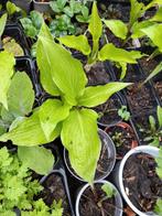 DIVERSE POTTEN GROENE HOSTA, Tuin en Terras, Ophalen of Verzenden, Vaste plant, Overige soorten, Volledige schaduw