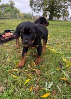 Rotweiler pups, Dieren en Toebehoren, Honden | Niet-rashonden, Rabiës (hondsdolheid), 8 tot 15 weken, Meerdere, Meerdere dieren