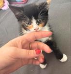 kitten meisje replay reinders monnalisa, Dieren en Toebehoren, Katten en Kittens | Overige Katten, Poes